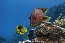 Out of the way, here I come

NIKON D7000 in a Seacam "P... by Thomas Bannenberg 
